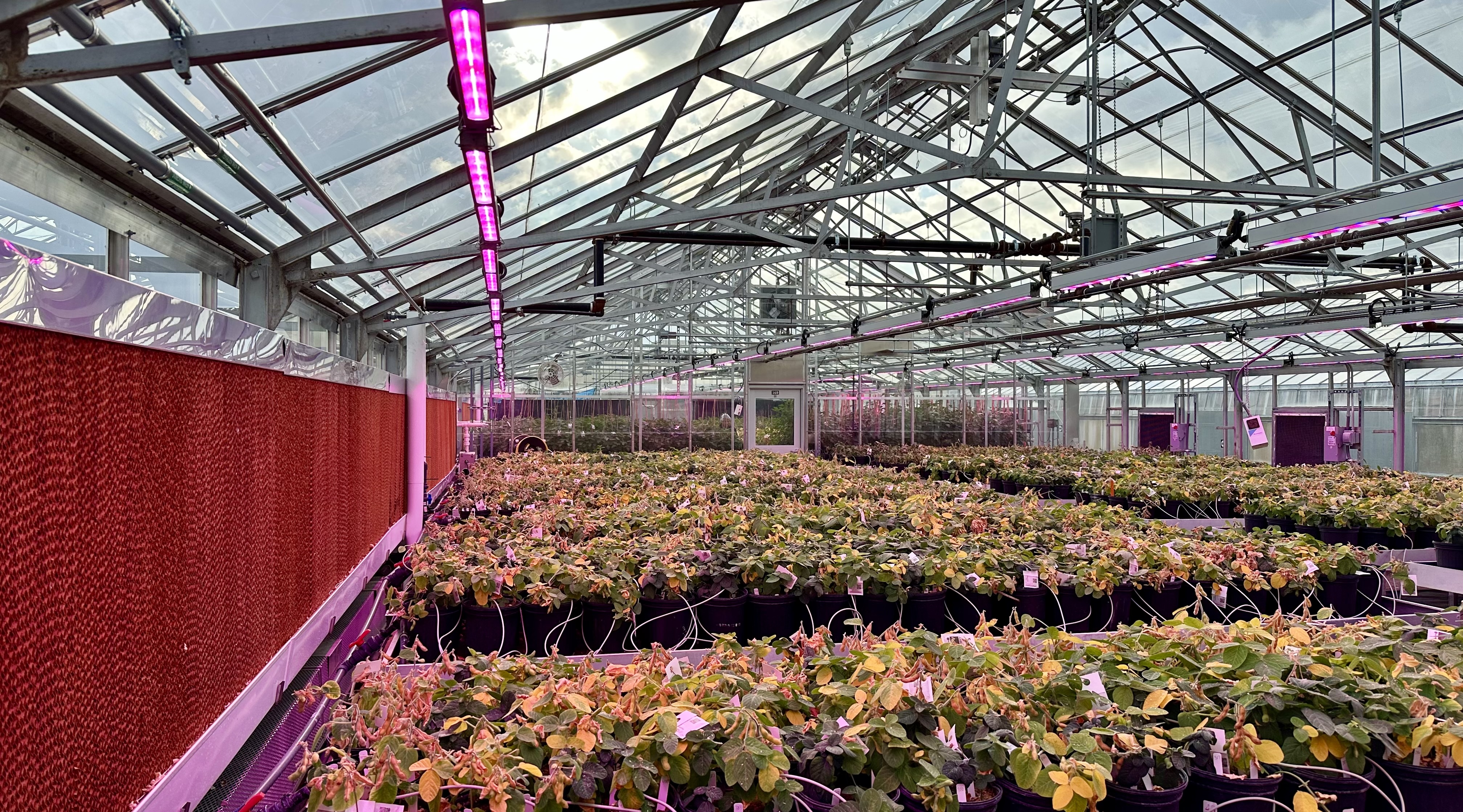 Renovated Greenhouse.jpg